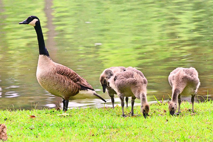 Mama Goose and Her Gosling  Photograph by Lisa Wooten