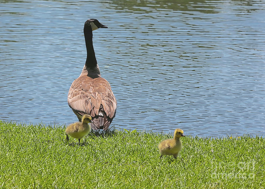 Mama Goose with Goslings Photograph by Carol Groenen