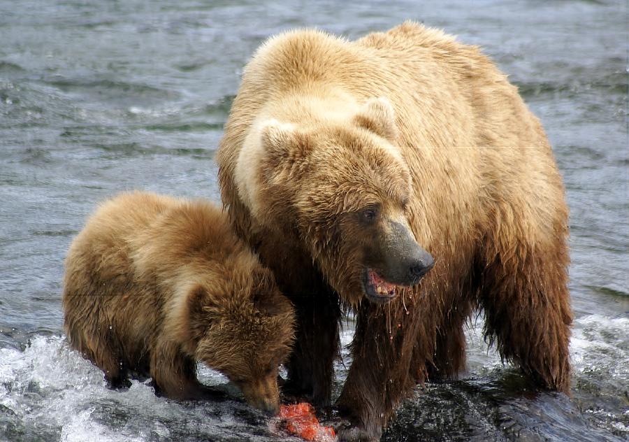 Bear Photograph - Mama Grizzly Bear and Cub at the Falls by Patricia Twardzik