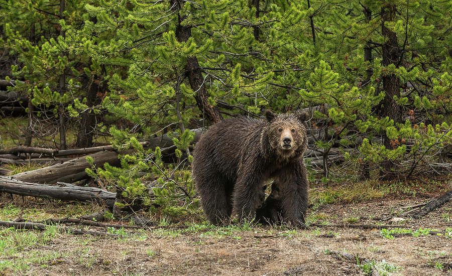 Mama Grizzly Bear On Alert Photograph by Yeates Photography
