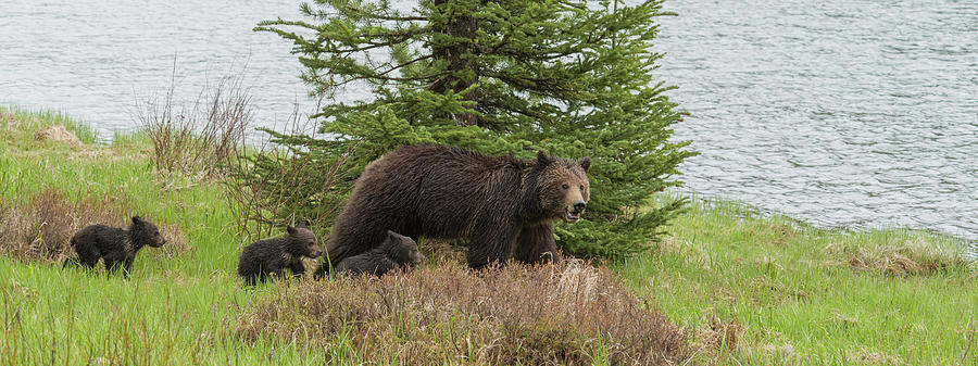 Mama Grizzly With Her Triplets Photograph by Yeates Photography