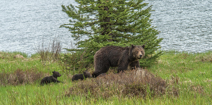 Mama Grizzly With Triplets Photograph by Yeates Photography