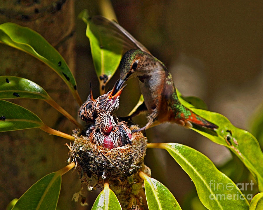 Bird Photograph - Mama Hummer Feeding Her Babies by Kim Michaels
