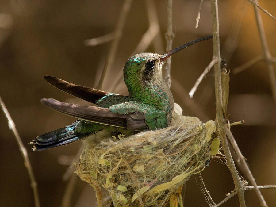 Mama Hummingbird Photograph by Sue Cullumber