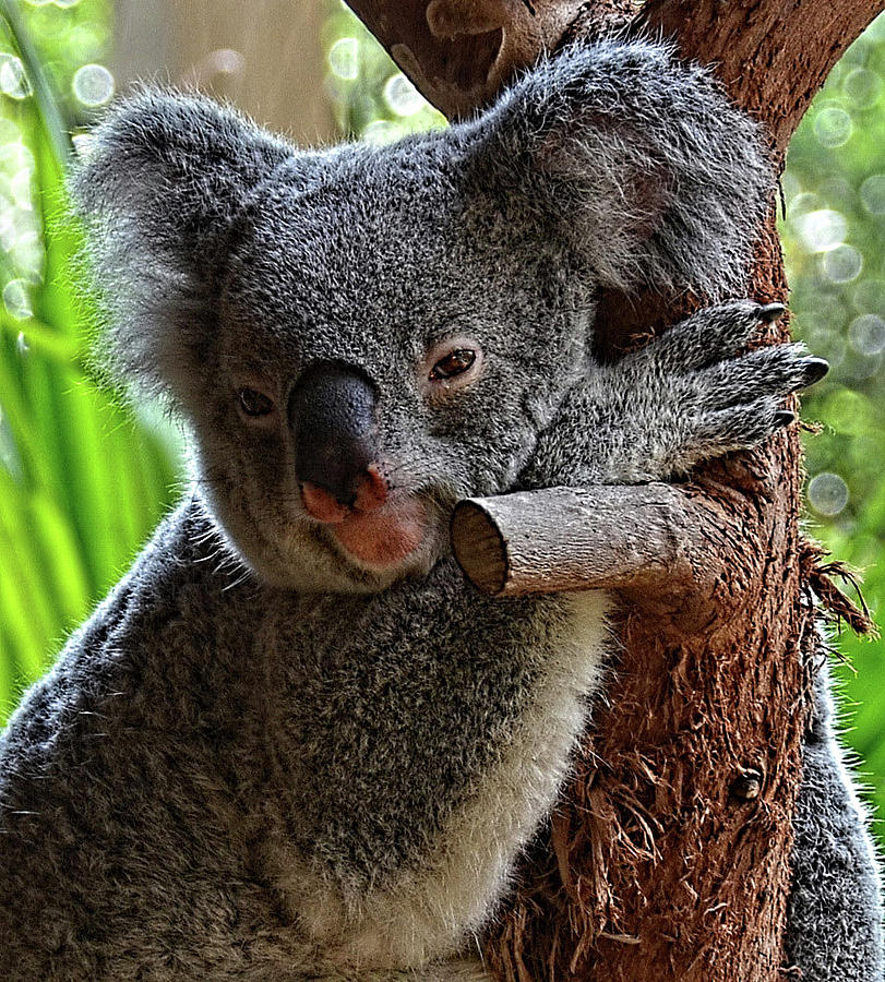 Mama Koala Bear Photograph by Ronda Ryan