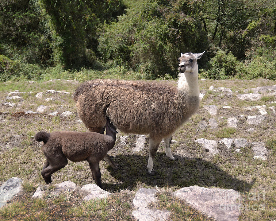 Mama Llama and Baby Photograph by Catherine Sherman