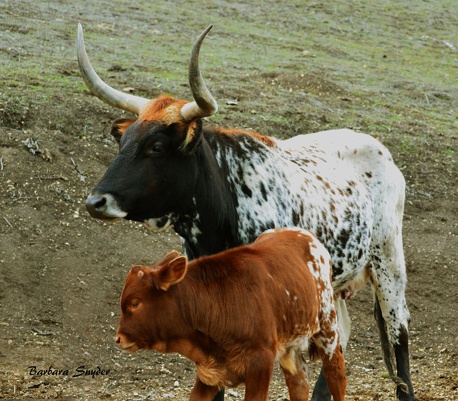 Mama Longhorn And Baby 2 Painting