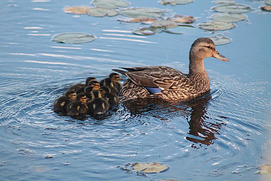 mallard momma duck accept baby duck incubator