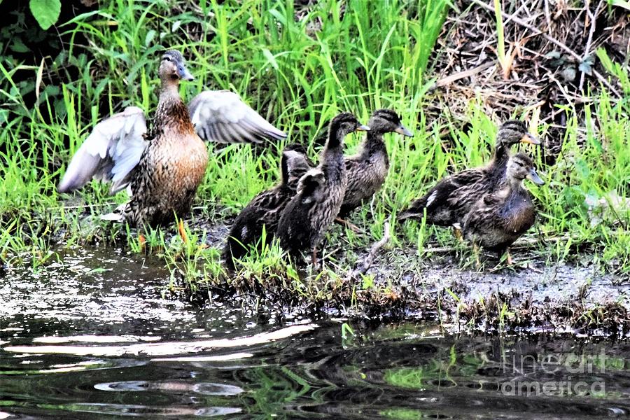 Mama Mallard Protects Her Ducklings Photograph by Mary Ann Artz