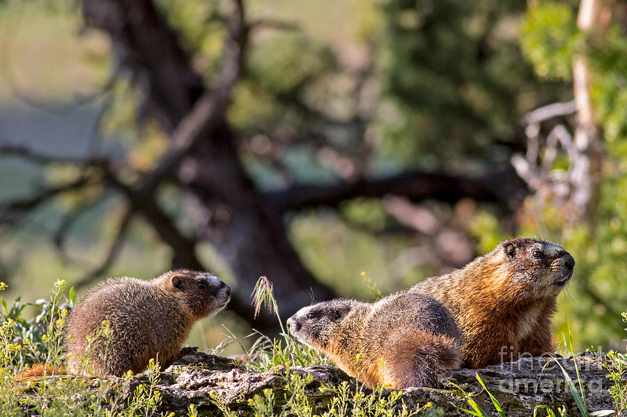 Mama Marmot and Pups Photograph by Natural Focal Point Photography