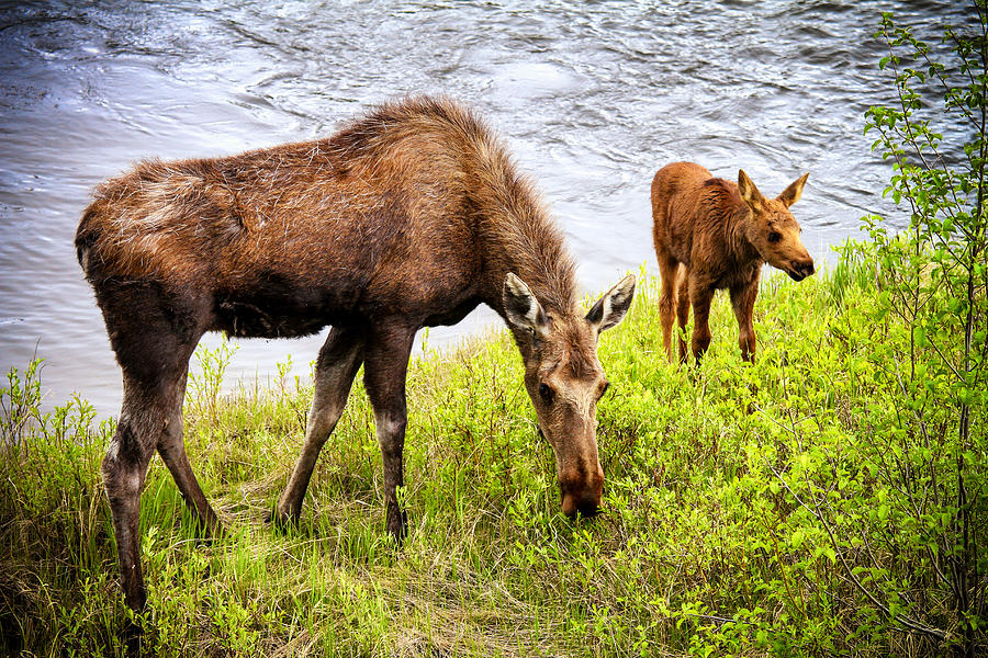 Mama Moose and Her Baby Photograph by Juli Ellen