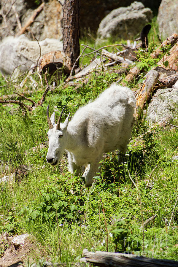 Mama Mountain Goat Photograph by Steve Triplett