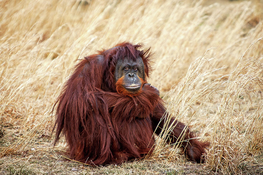Mama Orangutan Photograph