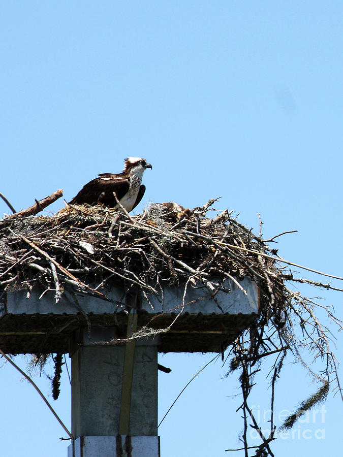 Mama Osprey Photograph by Rick Locke - Out of the Corner of My Eye
