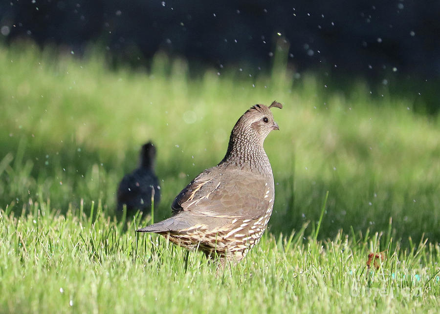 Mama Quail through the Sprinklers Photograph by Carol Groenen