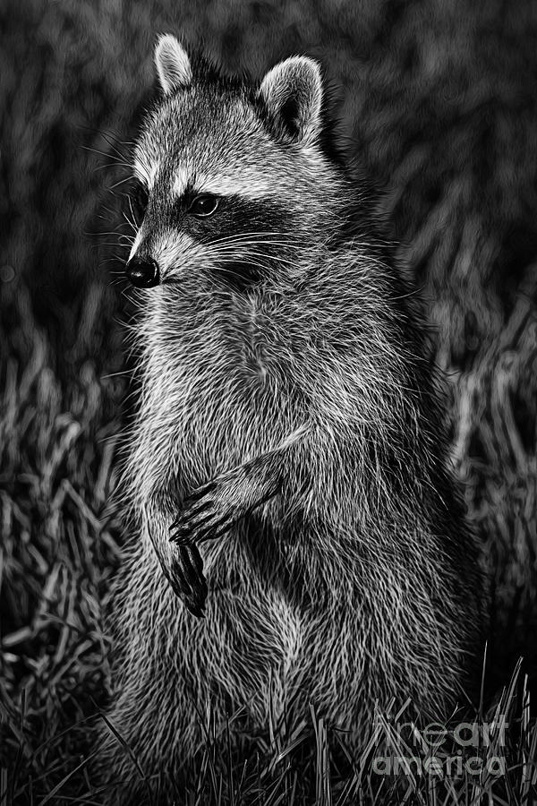 Wildlife Photograph - Mama Raccoon by Deborah Benoit
