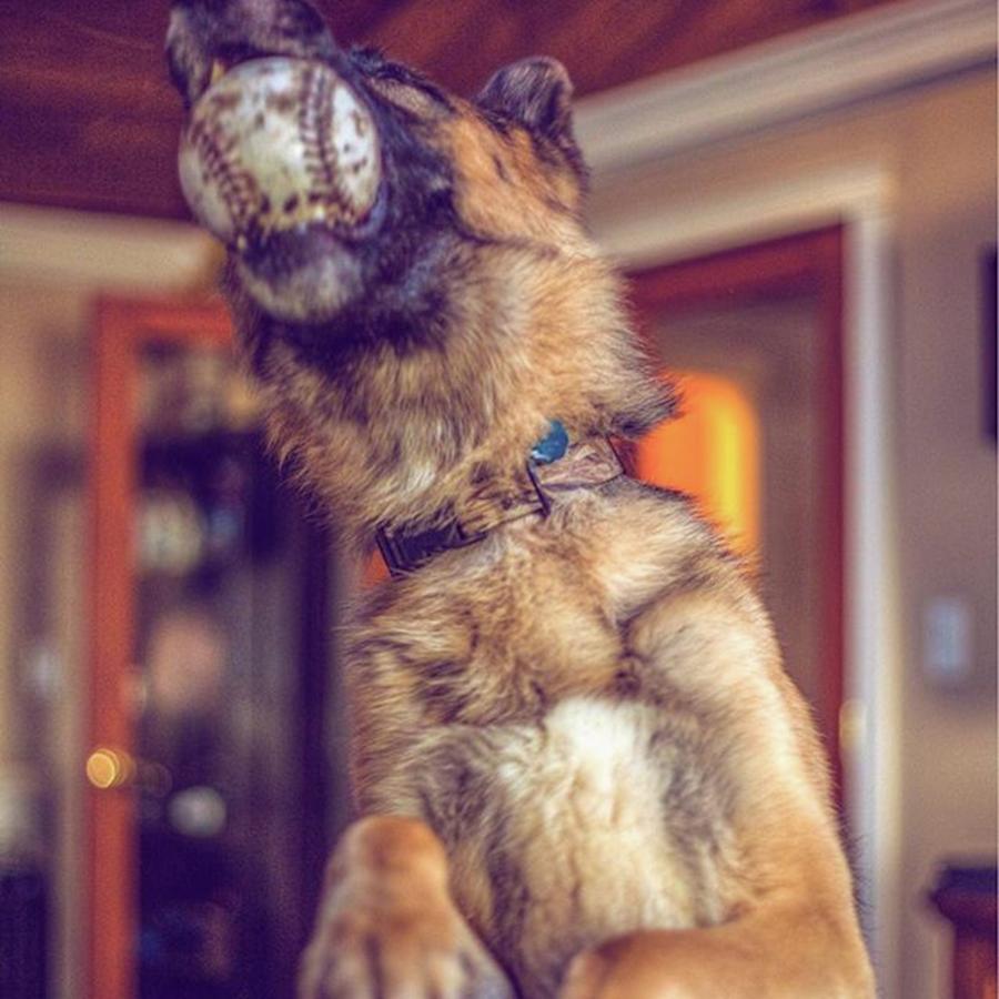 Dog Photograph - #mama Sez, #no #ball In The #house! by Jerry Renville