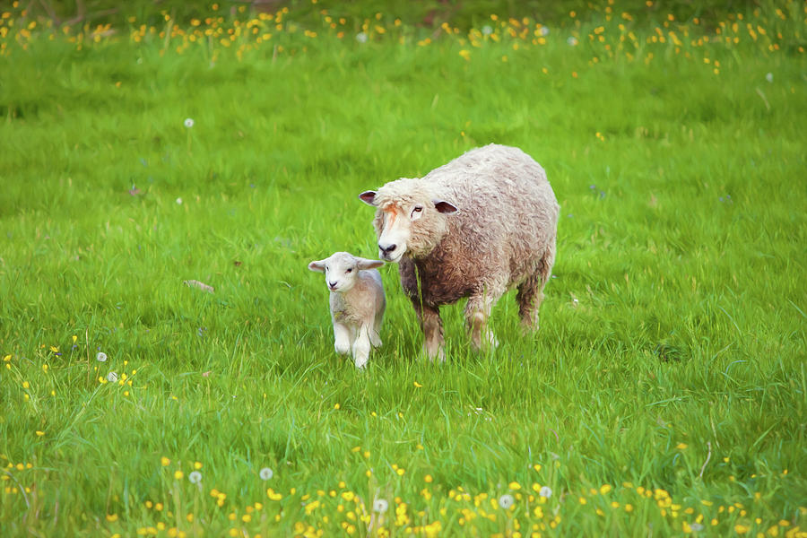 Mama Sheep And Baby Lamb Photograph
