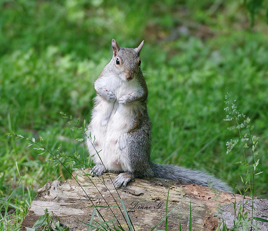 Mama Squirrel Photograph by Diane Giurco
