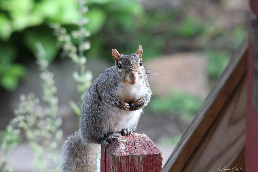 Squirrel Photograph - Mama Squirrel by Trina Ansel