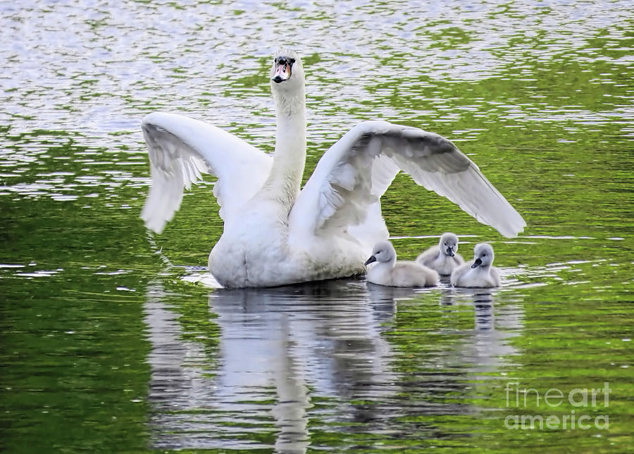 Mama Swan and Babies Photograph by Janice Drew