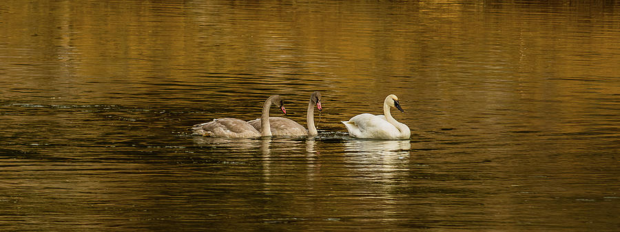 Mama Swan And Cygnets Photograph by Yeates Photography