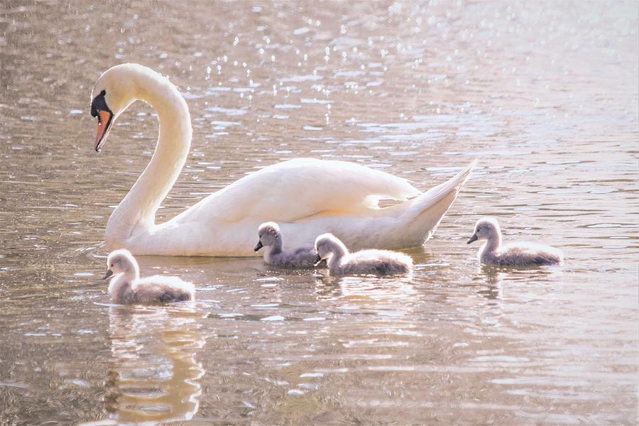 Mama Swan and Her Babies - Mute Swan Photograph by Mary Ann Artz