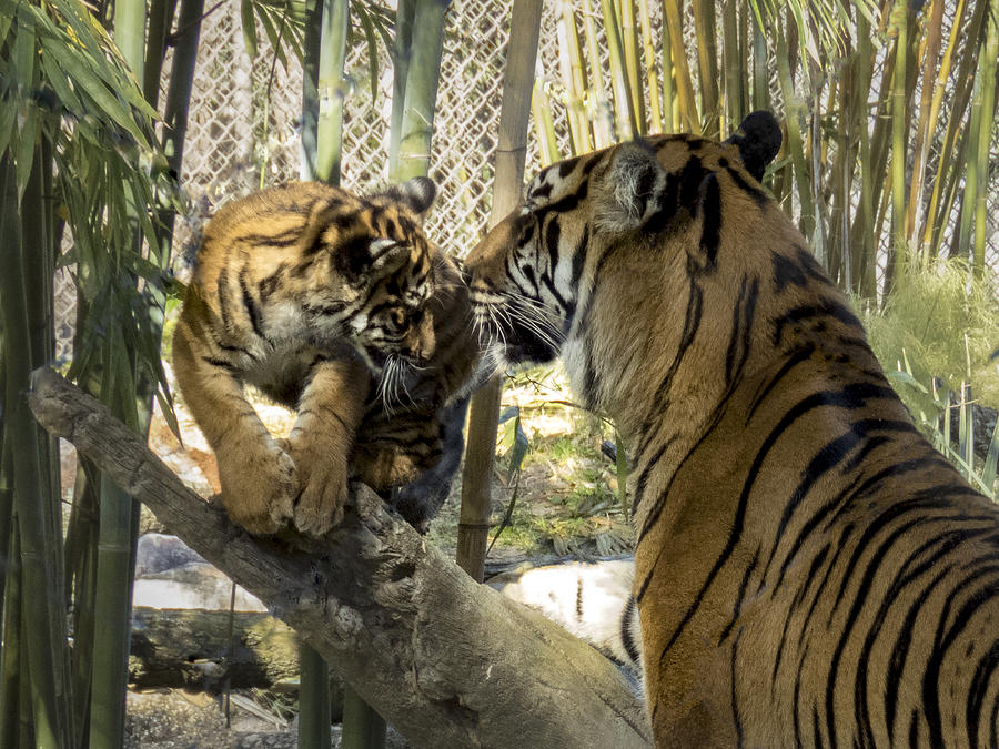 Mama Tiger And Cub 1 Photograph by J M Farris Photography