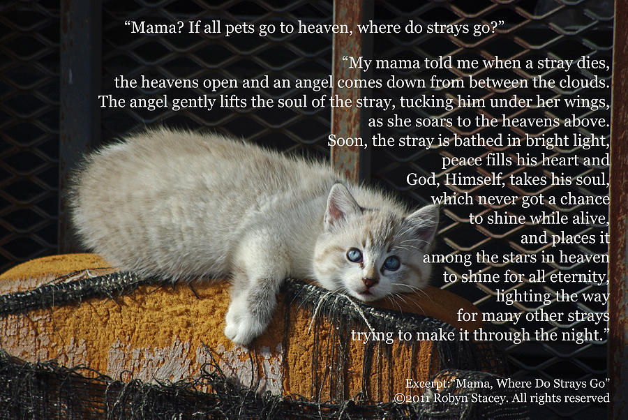 Cat Photograph - Mama Where Do Strays Go Joey by Robyn Stacey
