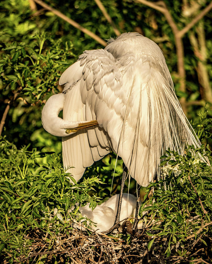 Mama White Egret Photograph by Jane Luxton
