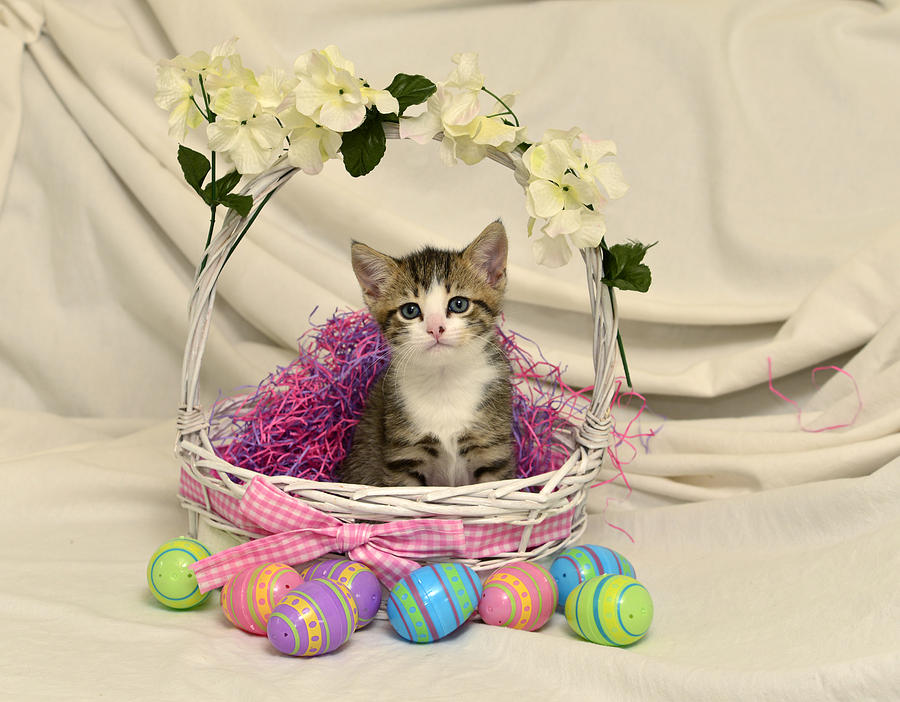 Mamas Girl in Easter Basket Photograph by Cindy McIntyre