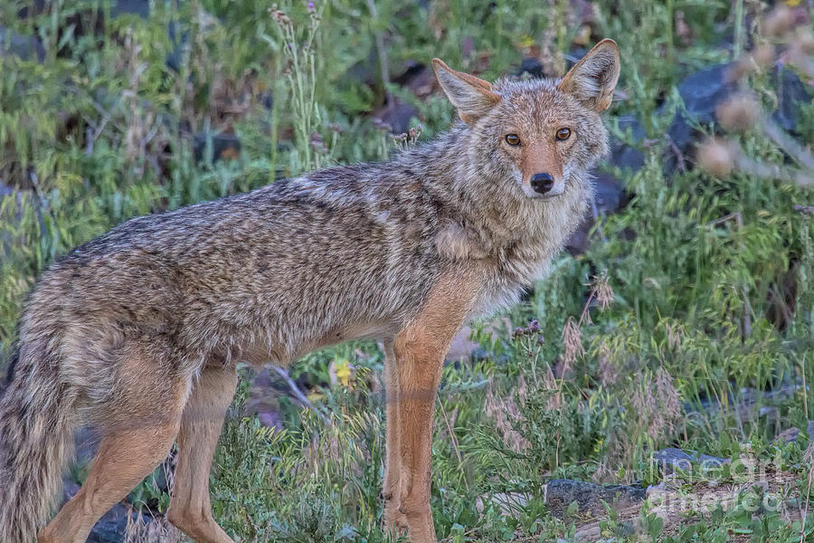 Coyote Photograph - Mamas Home by Jim Garrison