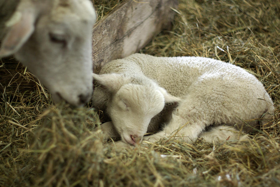 Sheep Photograph - Mamas Lil Lamb by Linda Mishler