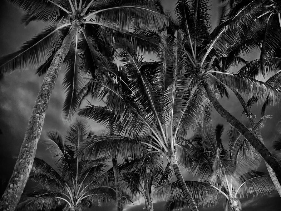 Mamas Palm 2 Bw Photograph