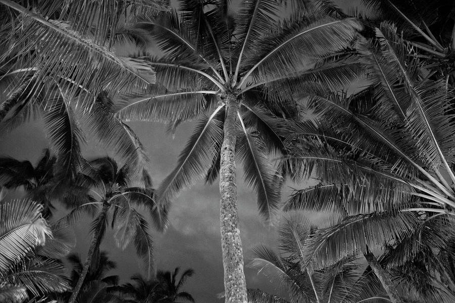 Black And White Photograph - Mamas Palm 3 by Rosanne Nitti