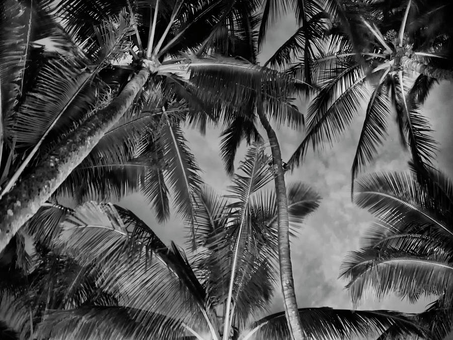 Mamas Palm Bw Photograph