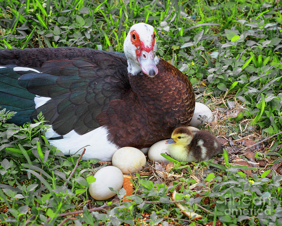 Mamma And Her One Day Old Duckling Photograph By Tn Fairey