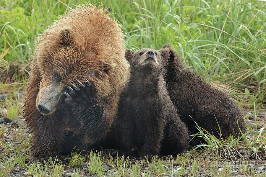 Mamma Bear and Cubs Trying to Nap Photograph by Linda D Lester - Fine ...