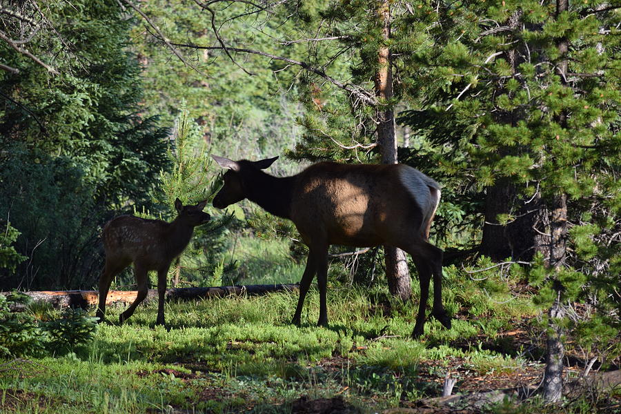 Elk Calf - Mother RMNP CO Photograph by Margarethe Binkley