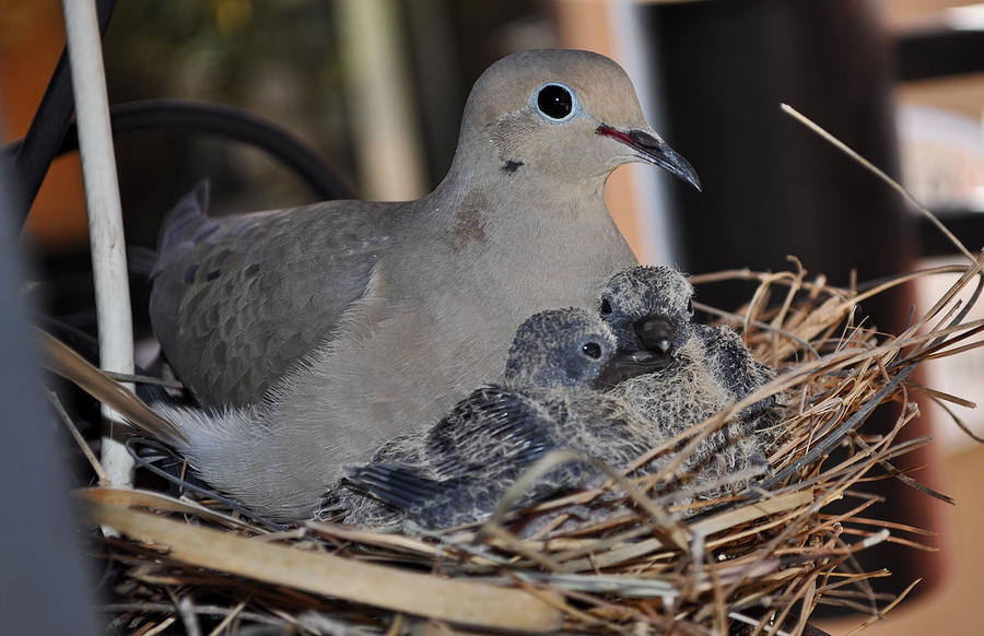 Mamma Mourning Dove With Her Two Squab Photograph by Jay Milo