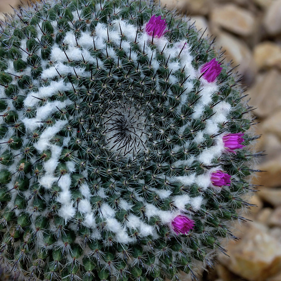 Mammillaria Cactus swirls Photograph by Shirley Mitchell