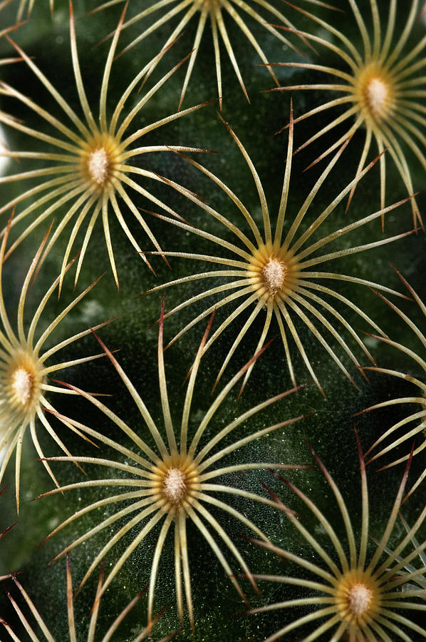 mammillaria elongata Cactus  Photograph by Catherine Lau