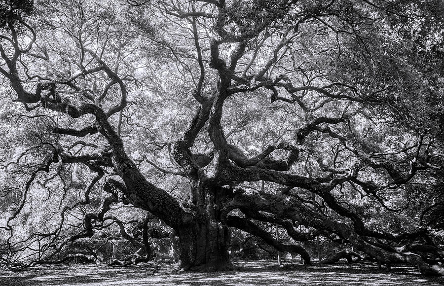 Nature Photograph - Mammoth Angel Oak by RC Pics