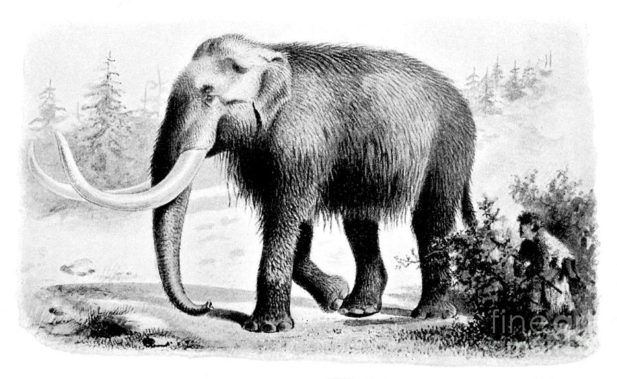 Mammoth, Cenozoic Mammal Photograph by Biodiversity Heritage Library ...