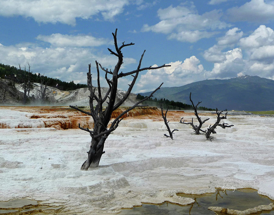 Mammoth Hot Springs 0702 Photograph By David Mosby Pixels   Mammoth Hot Springs 0702 David Mosby 