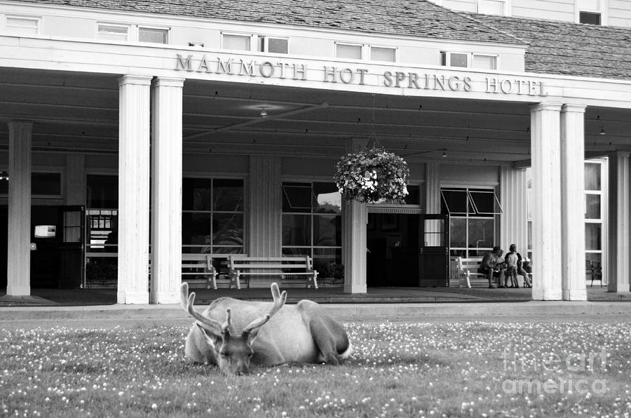 Mammoth Hot Springs Hotel Entrance Sleeping Elk in Yellowstone National Park Wyoming Black and White Photograph by Shawn OBrien