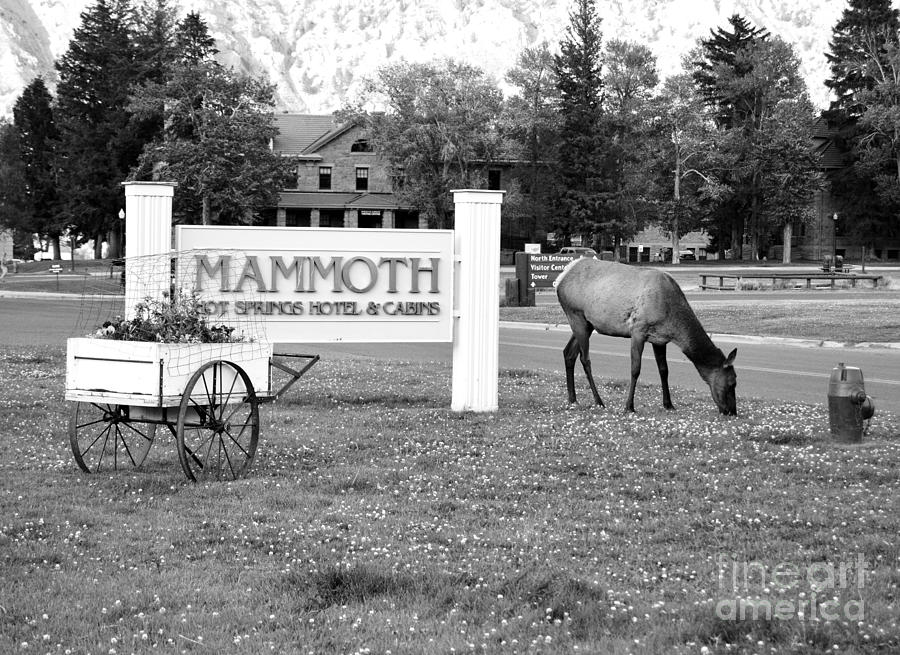 Mammoth Hot Springs Hotel Sign Elk in Yellowstone National Park Wyoming Black and White Photograph by Shawn OBrien