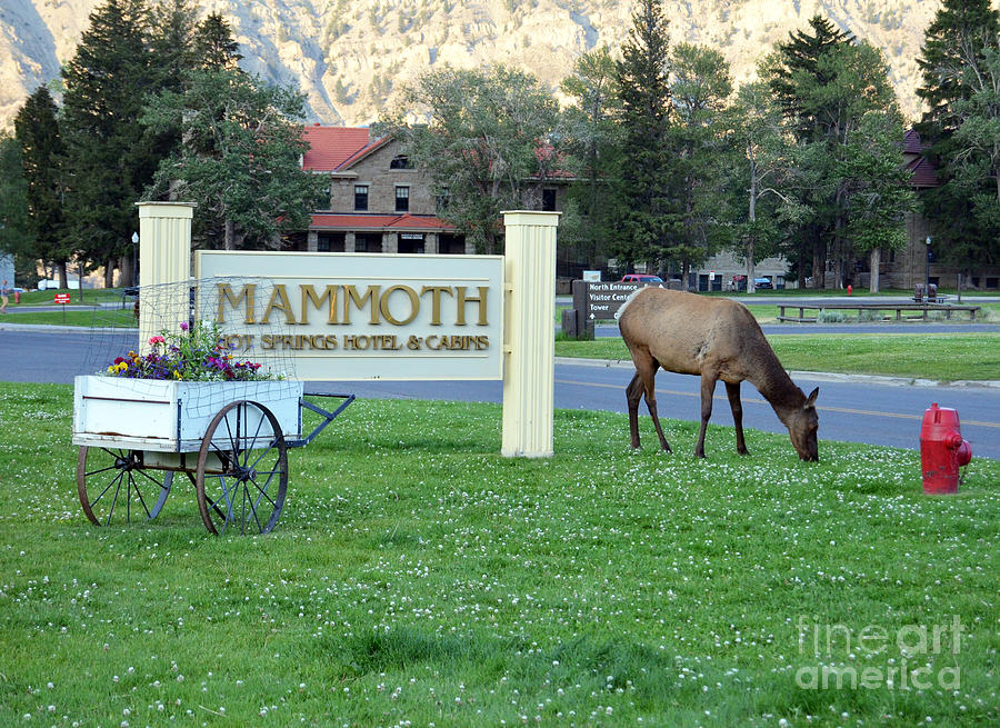 Mammoth Hot Springs Hotel Sign Elk In Yellowstone National Park Wyoming