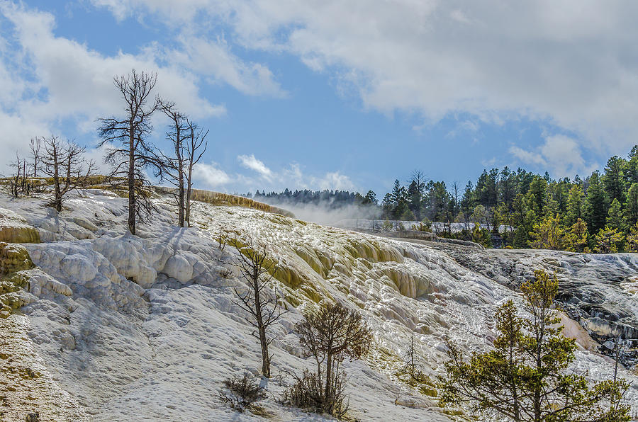 Mammoth Hot Springs Thermal Area Photograph by Yeates Photography