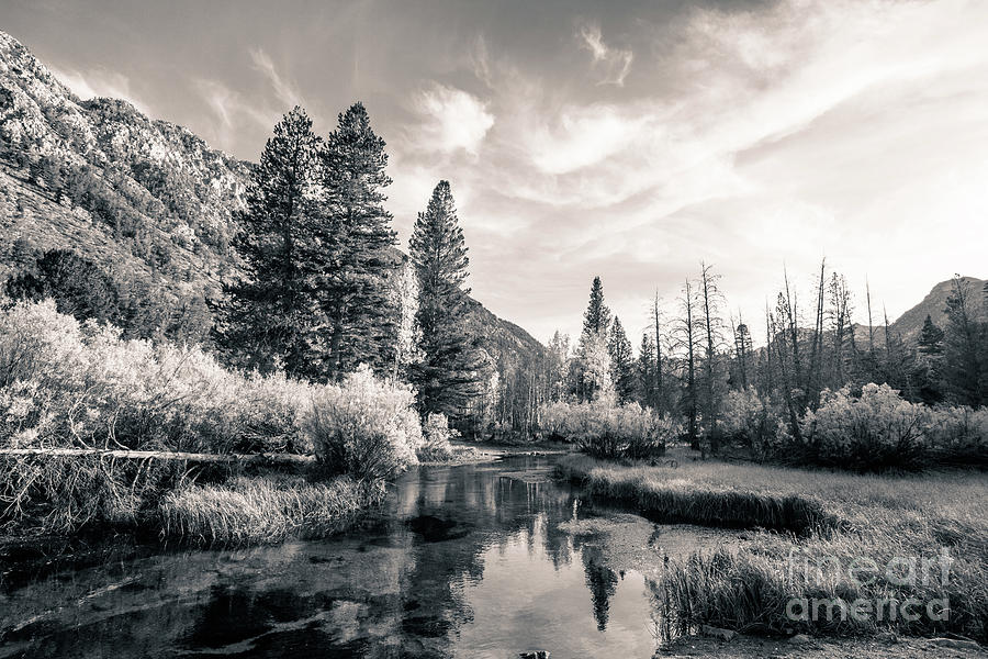 Mammoth Lakes-BW Photograph by Francine Collier